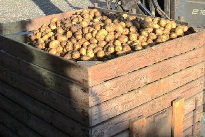 Forberedelse til kartoffelsæsonen: Få styr på jord, gødning og læggekartofler