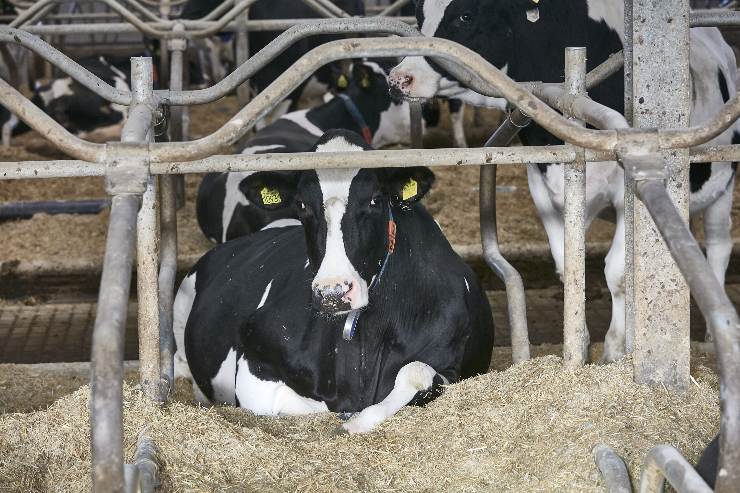 I hele EU er det dyrest at producere mælk i Holland