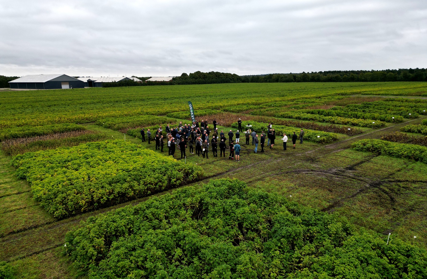Kartoffeldagen trak mange til Greenvej