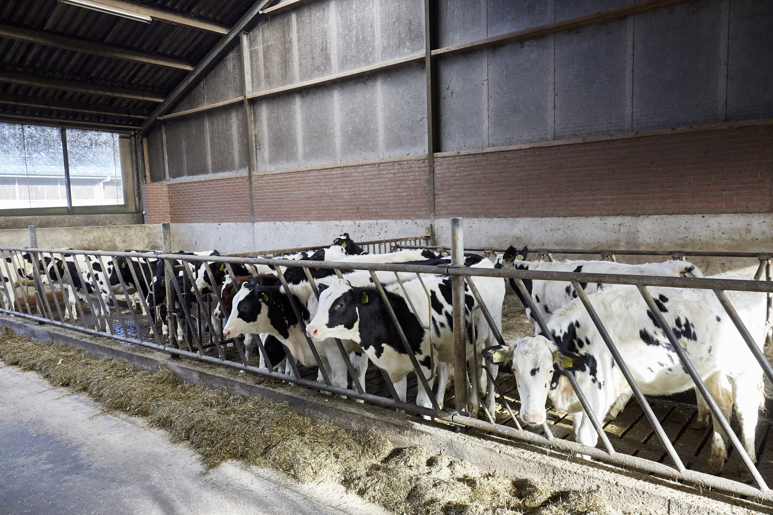 Hollandske mælkeproducenter får pisk – og skal op i ydelse