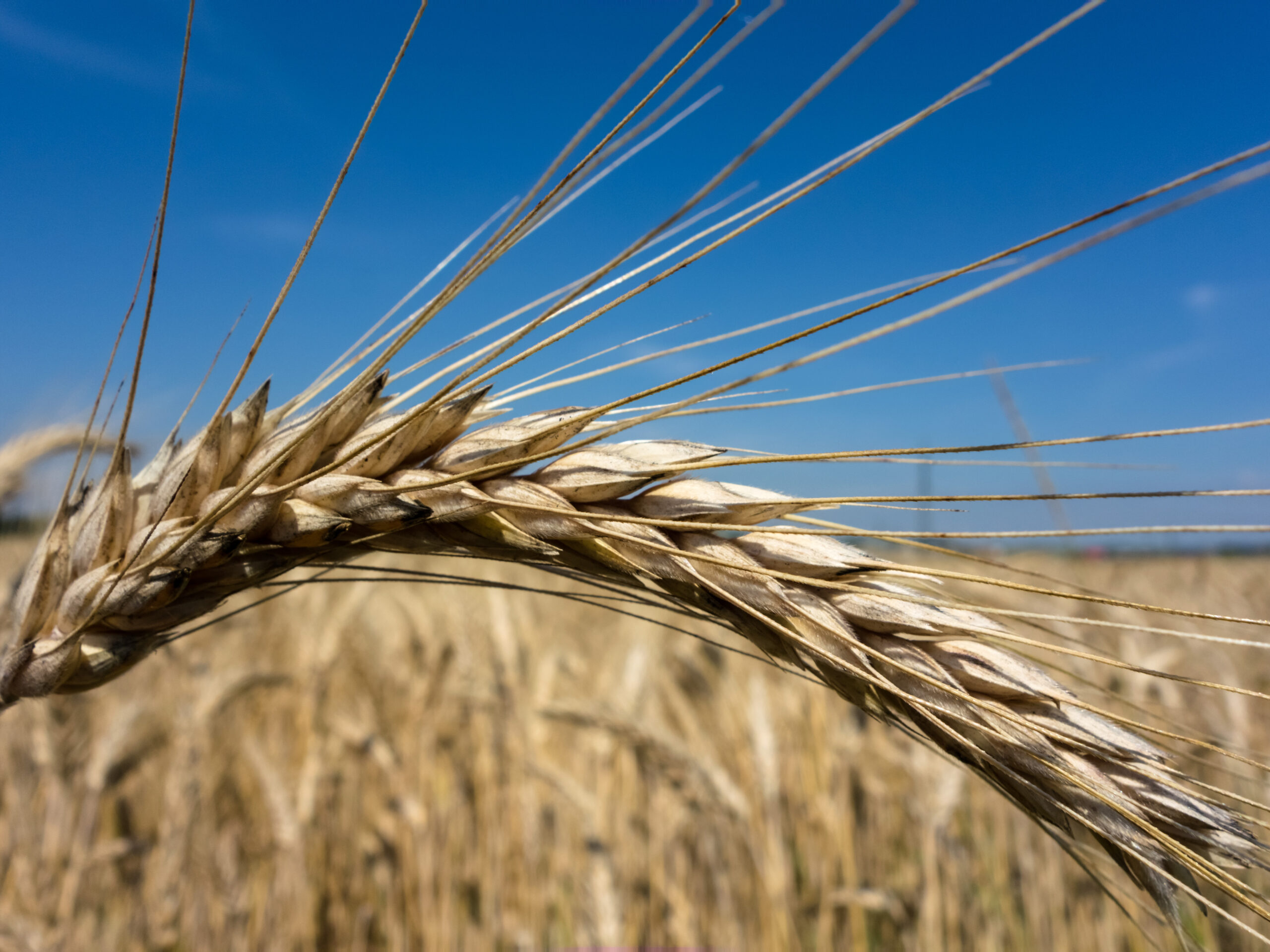 Få 14 dages gratis adgang til både AgroMarkets og AgroMarkets-KORNBEREGNER