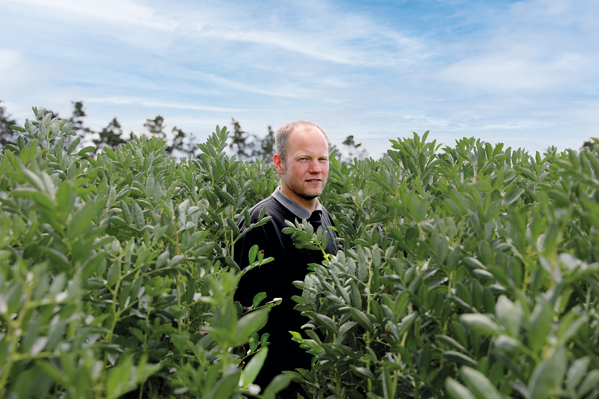 Konventionel mælkeproducent vender sig også mod hestebønner